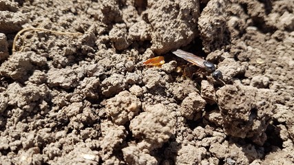 Earthen wasp on plowed land