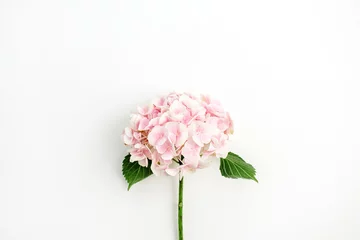 Fototapeten Rosa Hortensie-Blume isoliert auf weißem Hintergrund. Flache Lage, Ansicht von oben. © Floral Deco