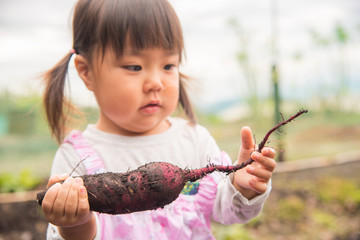 芋掘りをする子供 © shirohige