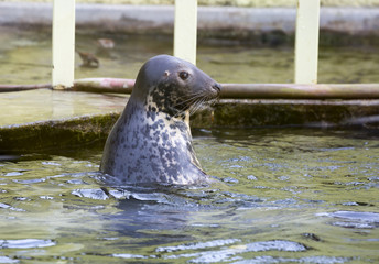 Naklejka premium Baltic gray seal. This is a large animal, whose body length is about two meters, some individuals-and three. The front part of the head is quite long.