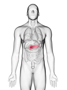 3d rendered medically accurate illustration of a mans pancreas