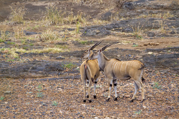 Common eland in Kruger National park, South Africa ; Specie Taurotragus oryx family of Bovidae