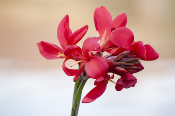 Nature Canna lilly flower red color.