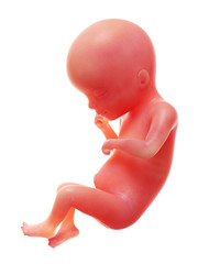 3d rendered medically accurate illustration of a human fetus, week 19