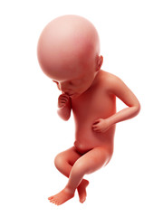 3d rendered medically accurate illustration of a human fetus, week 25