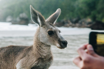 queensland, mackay, kangaroo