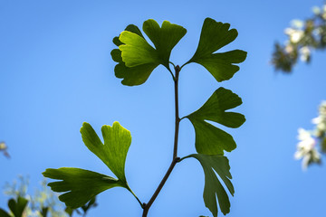 Brightly green carved leaves of Ginkgo biloba close-up against a background of blurry foliage. The natural light of the sunny day. The blue cloudless sky. Elegant nature concept for design