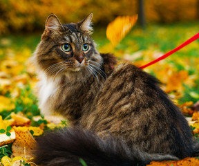 Animals in autumn mood