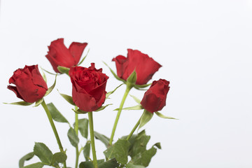 A bouquet of scarlet roses. Five flowers. On a white background