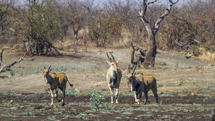 Common eland in Kruger National park, South Africa ; Specie Taurotragus oryx family of Bovidae