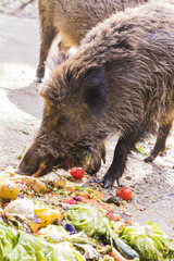 several jabalies eating fruits and vegetables