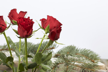 A bouquet of scarlet roses. Five flowers. On a white background