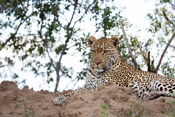 Leopard in their natural habitat. - captured in the Greater Kruger National Park South Africa