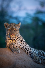 Leopard in their natural habitat. - captured in the Greater Kruger National Park South Africa