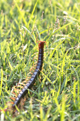 The Giant red Centipede dangerous animal in the Garden.