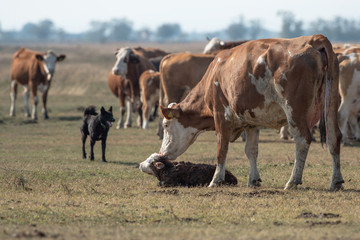 Naklejka na ściany i meble Cow and her newborn cow in the field