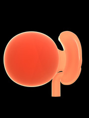 3d rendered medically accurate illustration of a human fetus, week 4