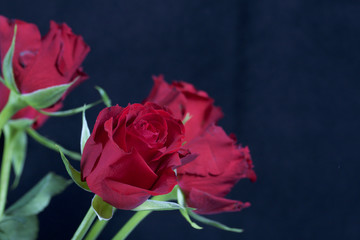 A bouquet of scarlet roses. Five flowers. On a black background