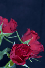 A bouquet of scarlet roses. Five flowers. On a black background