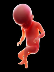 3d rendered medically accurate illustration of a human fetus, week 22