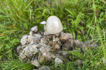 Mushroom that grew out of the droppings on the meadow.