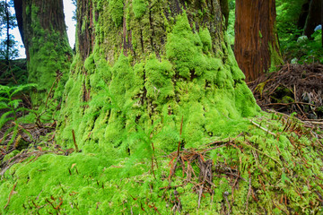 Green Mossy on a Tree Trunk in the Forest. Moss and Nature Backgrounds.