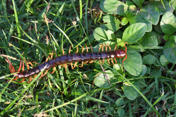 The Giant red Centipede dangerous animal in the Garden.