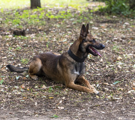 Belgian Shepherd Malinois with open mouth sitting on the green grass