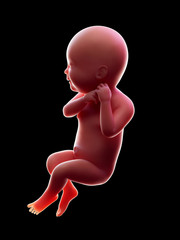3d rendered medically accurate illustration of a human fetus, week 40