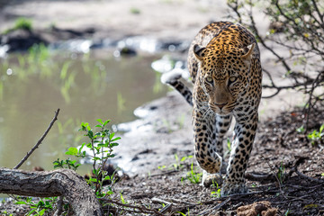 Leopard in their natural habitat. - captured in the Greater Kruger National Park South Africa