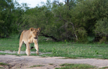 Lions in their natural habitat - captured in the Greater Kruger National Park