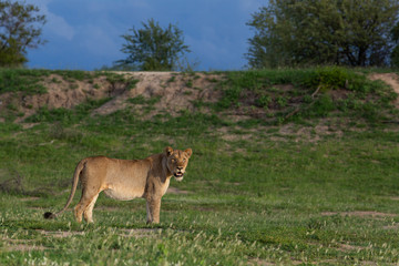 Obraz premium Lions in their natural habitat - captured in the Greater Kruger National Park