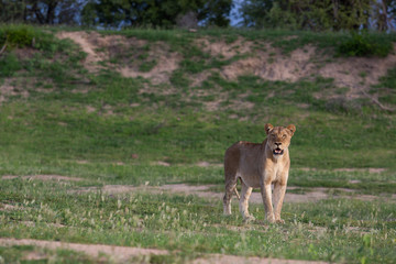 Lions in their natural habitat - captured in the Greater Kruger National Park