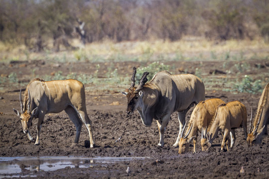 Common eland in Kruger National park, South Africa ; Specie Taurotragus oryx family of Bovidae