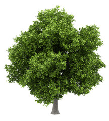 Fototapeta premium avocado tree isolated on white background