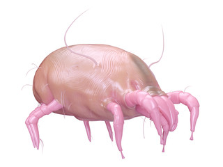 3d rendered medically accurate illustration of a dust mite