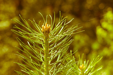 Needles