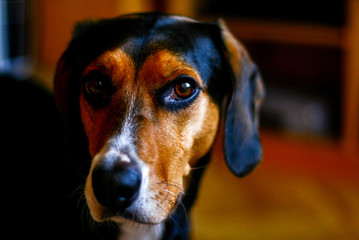 Staring Dog