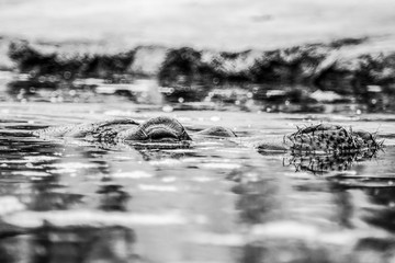 Hippo