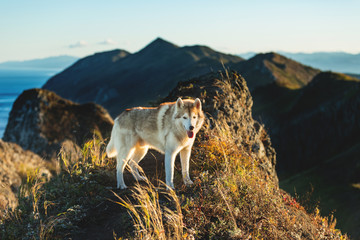 Fototapeta premium Portrait of gorgeous dog breed siberian husky standing on the hill on the sea and mountans background in autumn