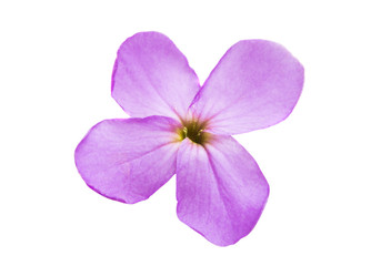 Fototapeta na wymiar small lilac flowers isolated