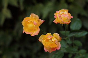 flowers in the garden