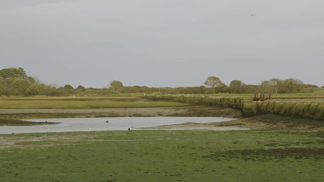Birds feeding on Salt Water Marsh