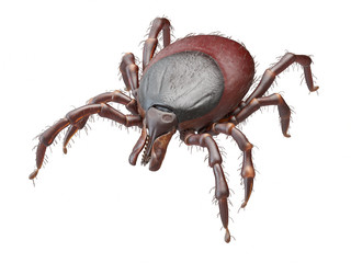 3d rendered illustration of a tick on white background