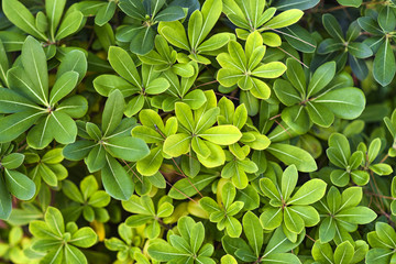 Fototapeta na wymiar The texture of green leaves.