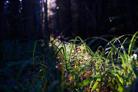 green grass in the forest illuminated by sunlight