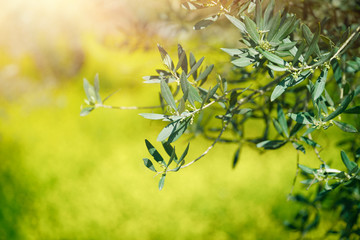 Verse groene olijfboomtakken