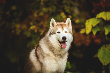Close-up Portrait of adorable Beige and white Siberian Husky dog sitting on the wooden bridge in the forest in autumn.