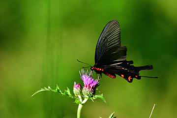 チョウチョ　自然の風景