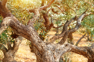 Fototapeta na wymiar Olive trees garden